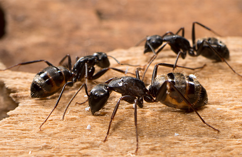 Carpenter ants on wood — Orkin Côte d'Ivoire pest control