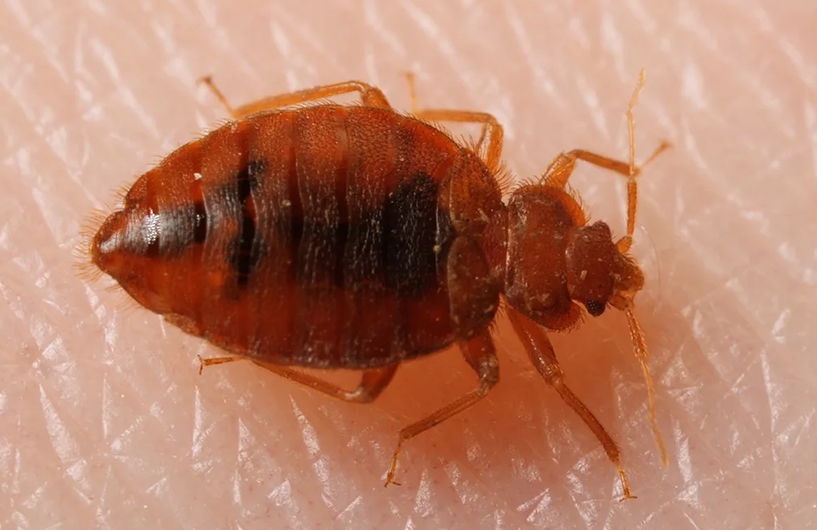 Close-up of a bed bug on human skin — Orkin Côte d'Ivoire pest control