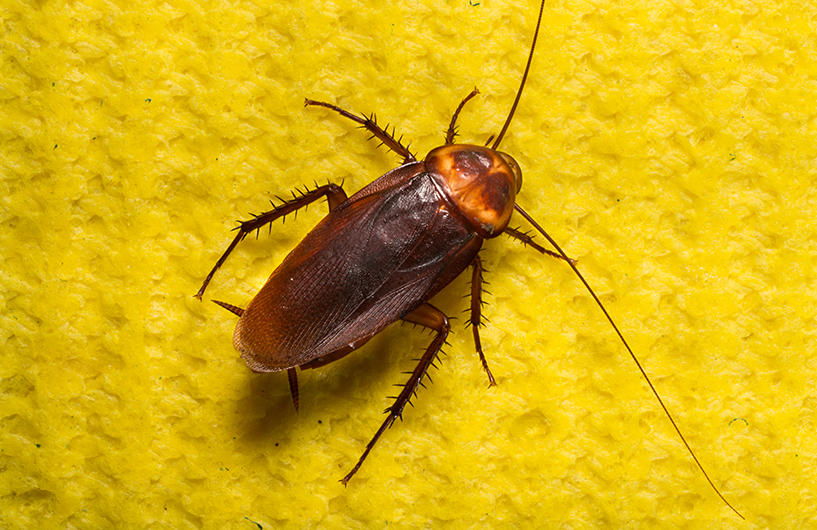 American cockroach on a yellow sponge — Orkin Côte d'Ivoire pest control
