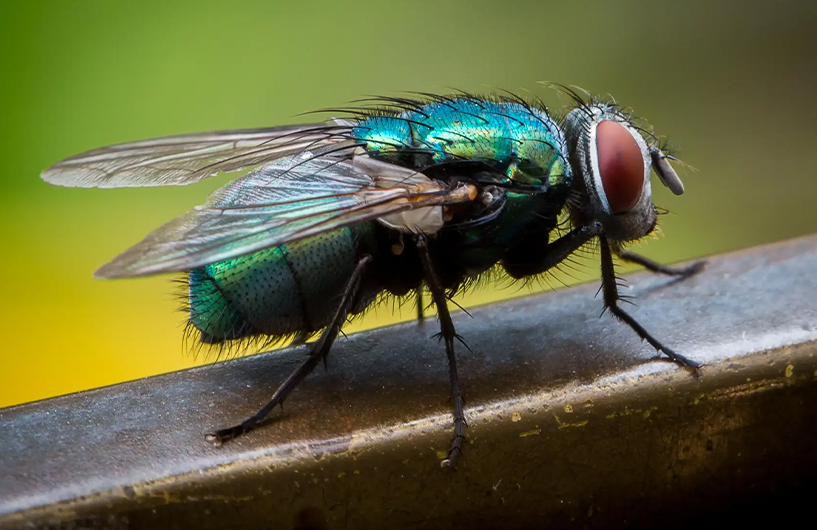Gros plan d'une mouche bleue sur une surface métallique — Orkin Côte d'Ivoire lutte antiparasitaire