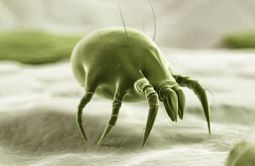 Vue microscopique d'un acarien — Orkin Côte d'Ivoire lutte antiparasitaire