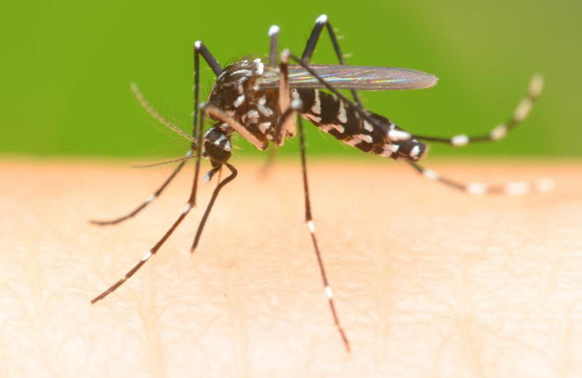 Tiger mosquito feeding on human skin — Orkin Côte d'Ivoire pest control