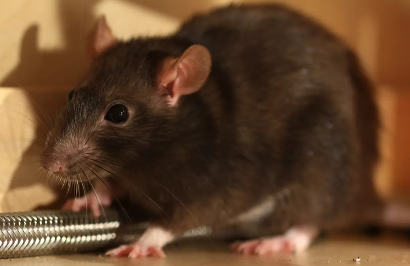 Rat dans un espace de stockage — Orkin Côte d'Ivoire lutte antiparasitaire
