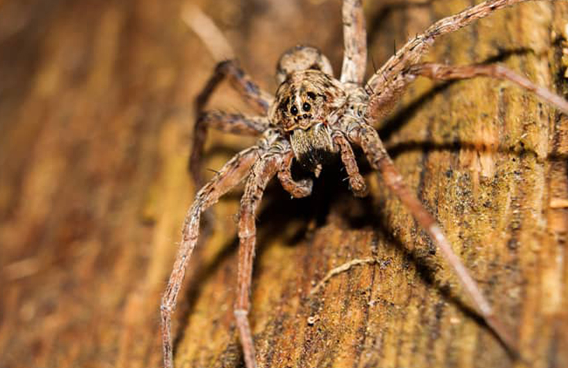 Gros plan d'une araignée sur du bois — lutte antiparasitaire Orkin Côte d'Ivoire