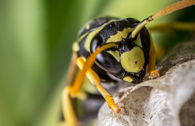 Gros plan d'une guêpe sur son nid — Orkin Côte d'Ivoire lutte antiparasitaire