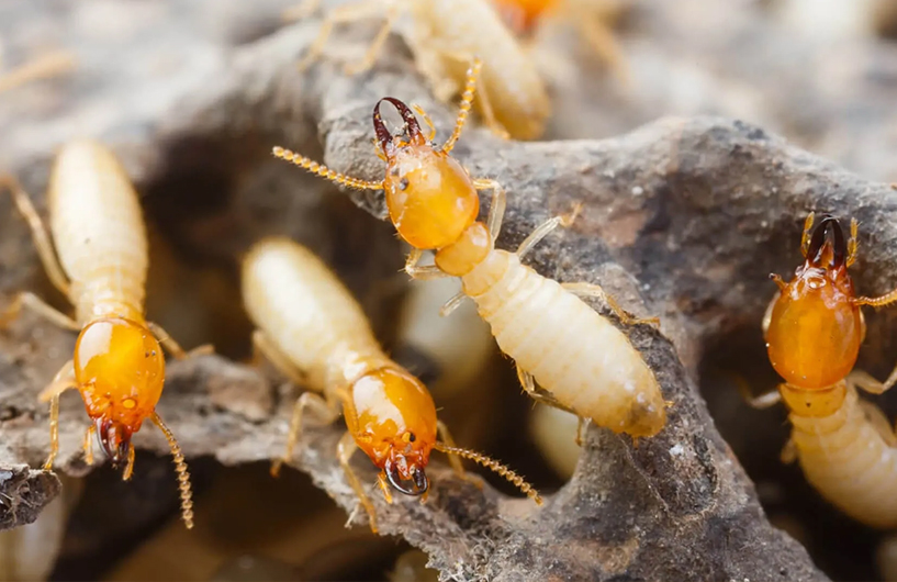 Close-up of termites on wood — Orkin Côte d'Ivoire pest control