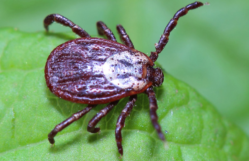 Gros plan d'une tique sur une feuille — Orkin Côte d'Ivoire lutte antiparasitaire
