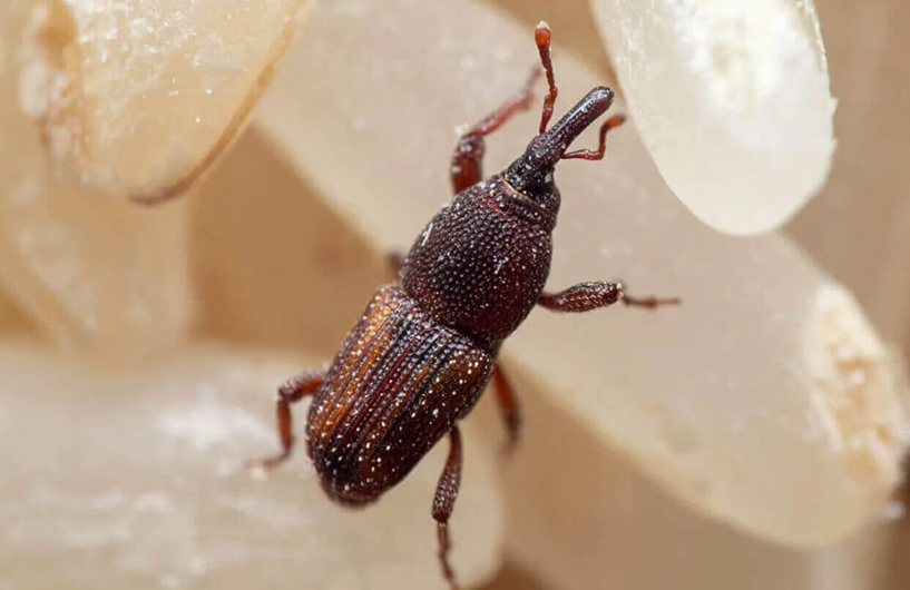Gros plan d'un charançon sur du grain — Orkin Côte d'Ivoire lutte antiparasitaire